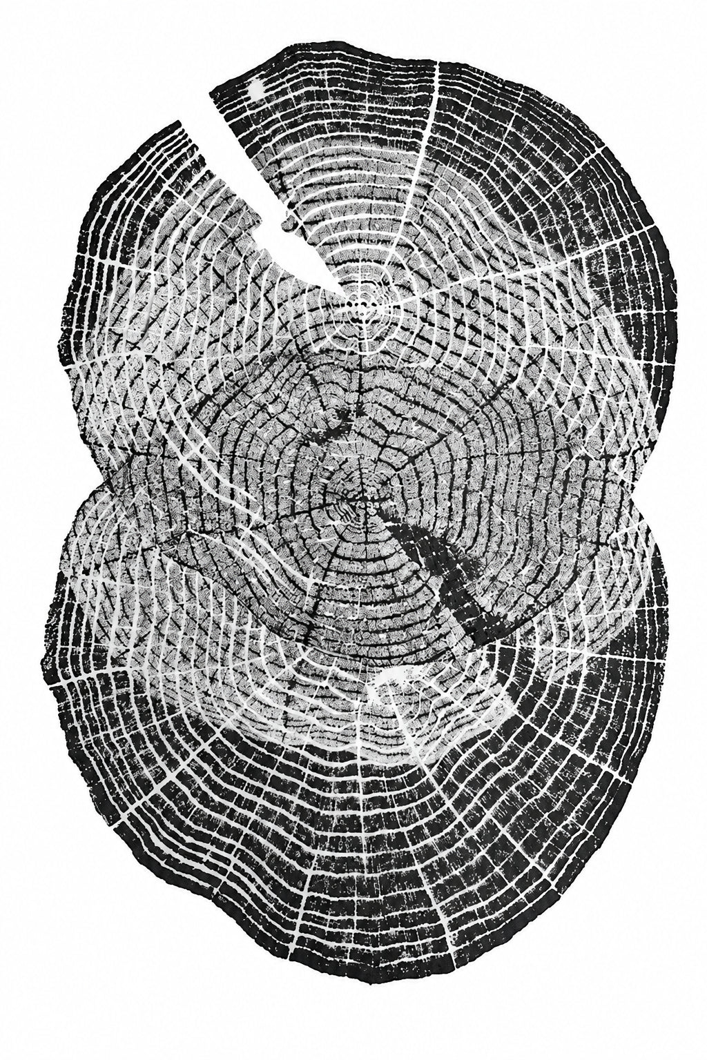 A black and white wood grain art print depicting the three detailed concentric rings of a tree cross-section. 